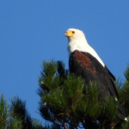 Eagles' Call Cottages And Tent Wildernis Extérieur photo
