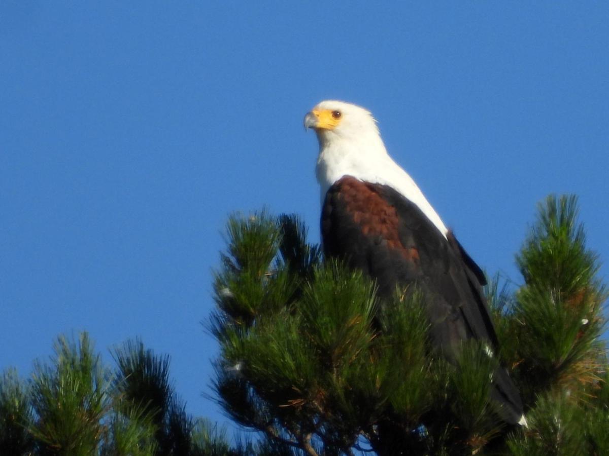 Eagles' Call Cottages And Tent Wildernis Extérieur photo